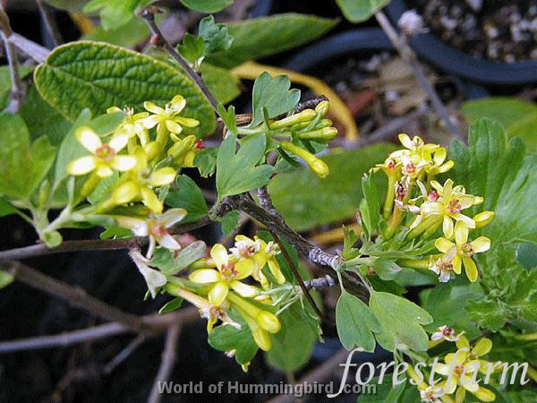 Hummingbird Garden Catalog: Flowering Currant